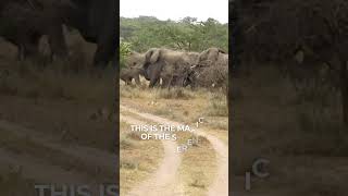 Endless Line of Elephants in Serengeti [upl. by Aber]