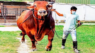 Red Sindhi Bull  Brownies Ranch [upl. by Steinke]