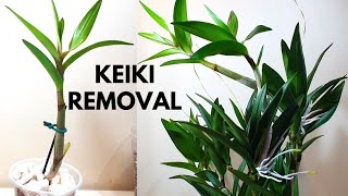 Removing amp Potting Dendrobium Orchid Keikis  Dendrobium Berry Oda [upl. by Hymen]