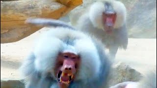 Pavian Kampf Baboon Fight Territorial [upl. by Ynohtnael997]