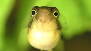 How To Feed And Care For Your Dwarf Puffer  Pea Puffer [upl. by Latashia]