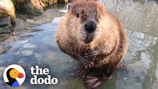 Beaver Who Loves the Bathtub Gets His Very Own Pond  The Dodo [upl. by Ettelra]