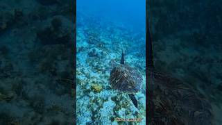 Jump into the blue⬇️🐠🐬 Sal Island  Cape Verde  Catamaran Sodade [upl. by Meriel]