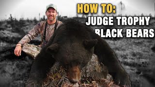 How To Judge Trophy Black Bears  Hunting Black Bears [upl. by Hafital]