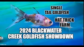 🎏 2024 BLACKWATER CREEK GOLDFISH SHOWDOWN 🎏 SINGLETAIL GOLDFISH SHUBUNKINS  💠HAT TRICK FARM 💠 [upl. by Ellerey]