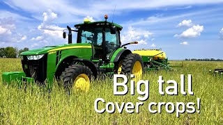 Planting soybeans into TALL cover crops [upl. by Wildon]