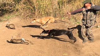 Caceria De Conejos con Galgos Beagles y Resortera [upl. by Balf83]