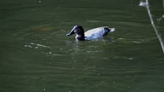 Pochard diving [upl. by Noret]