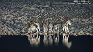 Burchells zebras having a drink [upl. by Ltihcox]