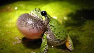 GrayGrey treefrog Hyla versicolor calling Video [upl. by Alomeda]