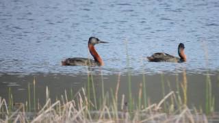 Macá grande  Hualá  Great Grebe Podiceps major [upl. by Ihcalam]