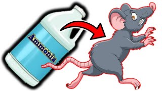 Eliminate Rats for Good Ammonia as Your Secret Weapon [upl. by Anelis285]