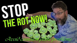 Mastering Dwarf Water Lettuce Essential Tips for Thriving Floating Aquarium Plants [upl. by Aela539]