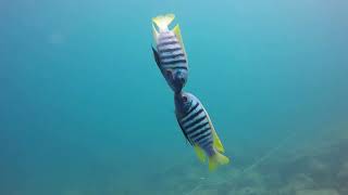 Ciclidos Africanos Lago Malawi [upl. by Aivilo342]