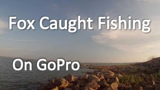 Fox Goes Fishing on Lake Buchanan GoPro Head Cam [upl. by Riehl405]