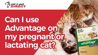 Can I use Advantage on my pregnant or lactating cat [upl. by Notaek]