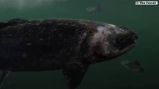 Unhealthy salmon at Scottish fish farm [upl. by Carpio42]