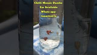 Chilli Mosaic Dumbo Ear guppyfish dumboearguppy dumboear importedguppy guppybreeding guppy [upl. by Euqinomod]