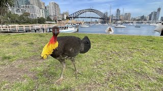 Australian Brushturkey [upl. by Lachlan]