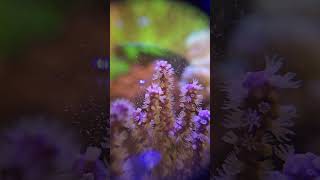 Gorgonian Purple Candelabra  eating reef roids reef aquarium reefroids gorgonian softcoral [upl. by Akiram866]