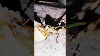 Cricket hopper eating lemon 🍋 insects nature wildlife subscribe skmishtylifestyle [upl. by Ditter]