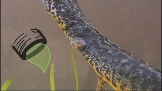 Salamander limb regeneration 4th week [upl. by Ahsoek]