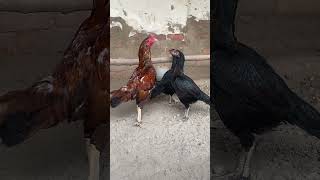 Aseel breeding set Ryk king birds kabutor parrot aseelcats birds shotrs [upl. by Koblas622]