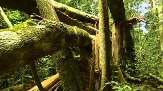 Documental Selva tropical el secreto de la vida [upl. by Drucy603]