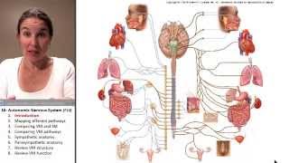 Autonomic Nervous System 1 Intro [upl. by Annairam11]