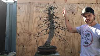 Bonsai Makeover Operculicarya Decaryi Elephant Tree  The Bonsai Supply [upl. by Inasah]