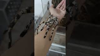 Handling a tarantula Poecilotheria Regalis [upl. by Nalyac697]