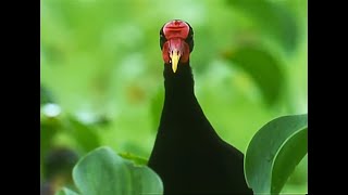 LilyTrotters Mating Rituals  Attenborough  Trials of Life  BBC Earth [upl. by Qifar]