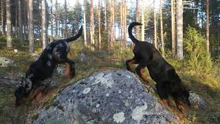 Beauceron puppies  Three months today [upl. by Anialad808]