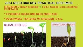 2024 NECO BIOLOGY PRACTICAL ANSWER QUESTIONS FROM BEANS amp GUINEA CORN 💯 youtubeeducation NECO [upl. by Adekram]