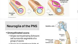 05 Neuroglia PNS and Myelin Formation [upl. by Corabelle]