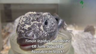 Melanistic Ocellated lizards Timon lepidus  a new trand in Herpetoculture [upl. by Atinuahs]