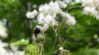 Carpenter Bee on Plume Poppy クマバチ♀がタケニグサに訪花集粉 [upl. by Tarfe]