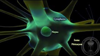 Physiologie du système nerveux  Neurone  partie 1 [upl. by Keligot]