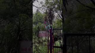 JNU Campus in Rain  JNU during Monsoon season  jnucampus campusnews JNU jnuadmission jnusu [upl. by Rudin33]