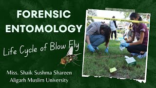 Forensic Entomology Exploring the Life Cycle of Blow Fly [upl. by Esbensen]