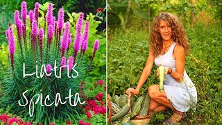 Ya beauty Planting Liatris Spicata bulbs for a summer bloom [upl. by Allan]