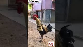 Rooster faints after crowing [upl. by Dov451]