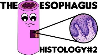 Esophagus Histology 2 Specific Esophageal Histology [upl. by Marmion266]