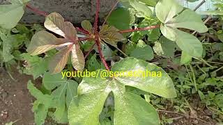 jatropha जेट्रोफा jamalghota plant जमालघोटा [upl. by Nnalatsyrc927]