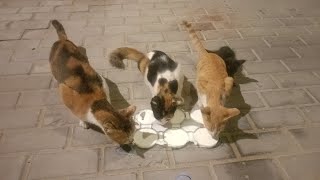 quotHeartwarming Moments A man Feeding abandoned Stray Cats and Kittens  Cat Rescue Videos Cat Video [upl. by Warfore]