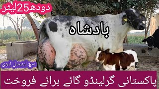 girlando cow on such animal tv girlando cow farm girlando cow price in Pakistan [upl. by Esirahs]