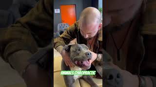 Animals Chiropractic 💚💚asmr dogshorts foryou dogs chiropractic türkiye love [upl. by Yramliw]