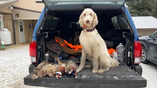 Standard Poodle Pheasant Hunt 2022 Part 1 [upl. by Annovaj]