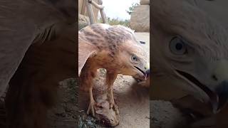 A hungry eagle is eating a mouse amazing moment🐀🦅 [upl. by Loftus340]