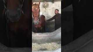 Orchitis in Horse and treatment l Dr Mohsin Arshad [upl. by Eiramesor]